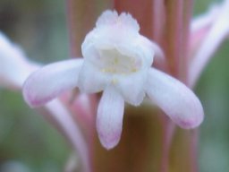 Satyrium longicauda var. longicauda almost white flower